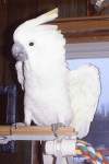 Coco campground mascot of North Country Cottages and Campground